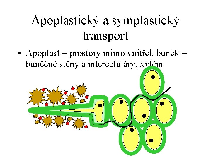 Apoplastický a symplastický transport • Apoplast = prostory mimo vnitřek buněk = buněčné stěny