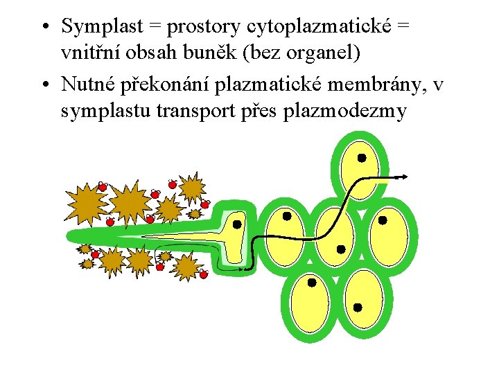  • Symplast = prostory cytoplazmatické = vnitřní obsah buněk (bez organel) • Nutné