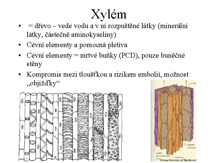 Xylém • = dřevo – vede vodu a v ní rozpuštěné látky (minerální látky,