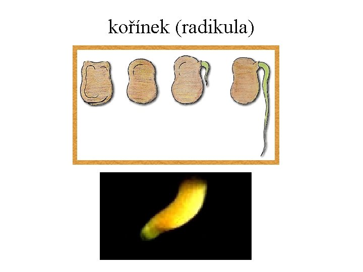 kořínek (radikula) 