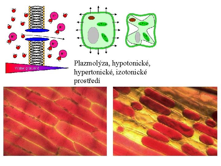 Plazmolýza, hypotonické, hypertonické, izotonické prostředí 