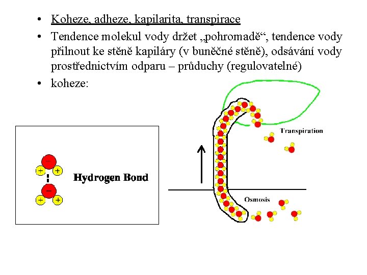  • Koheze, adheze, kapilarita, transpirace • Tendence molekul vody držet „pohromadě“, tendence vody