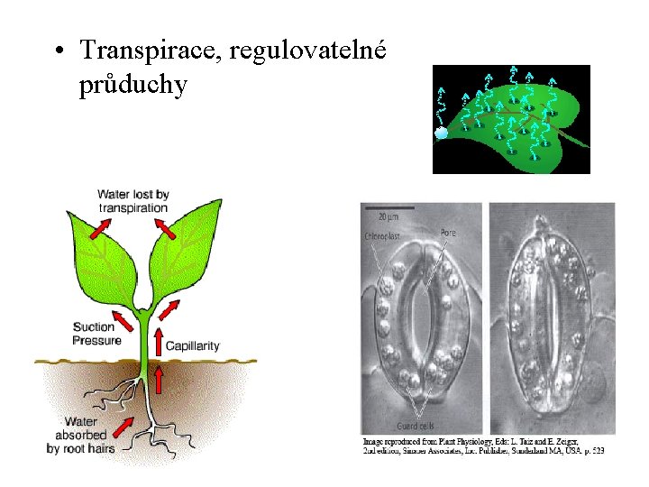  • Transpirace, regulovatelné průduchy 