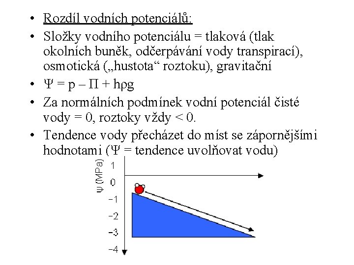  • Rozdíl vodních potenciálů: • Složky vodního potenciálu = tlaková (tlak okolních buněk,