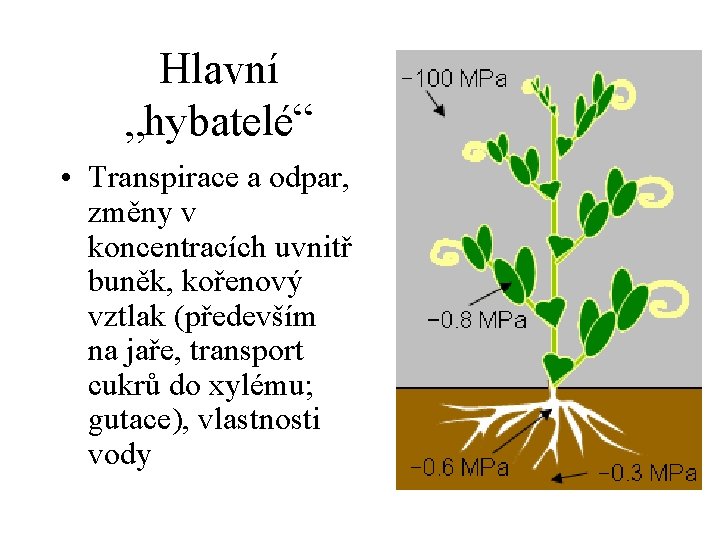 Hlavní „hybatelé“ • Transpirace a odpar, změny v koncentracích uvnitř buněk, kořenový vztlak (především