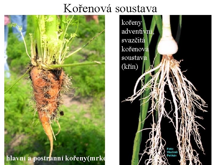 Kořenová soustava kořeny adventivní, svazčitá kořenová soustava (křín) hlavní a postranní kořeny(mrkev) 