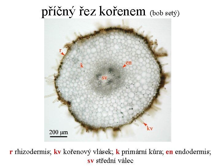 příčný řez kořenem (bob setý) r rhizodermis; kv kořenový vlásek; k primární kůra; en