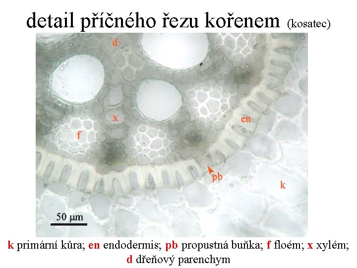 detail příčného řezu kořenem (kosatec) k primární kůra; en endodermis; pb propustná buňka; f