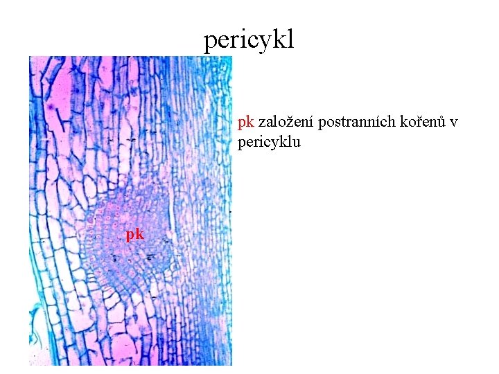 pericykl pk založení postranních kořenů v pericyklu pk 