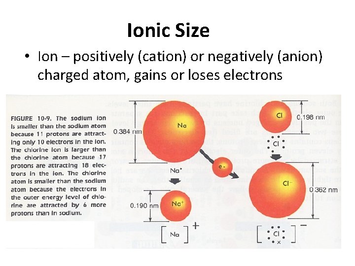 Ionic Size • Ion – positively (cation) or negatively (anion) charged atom, gains or