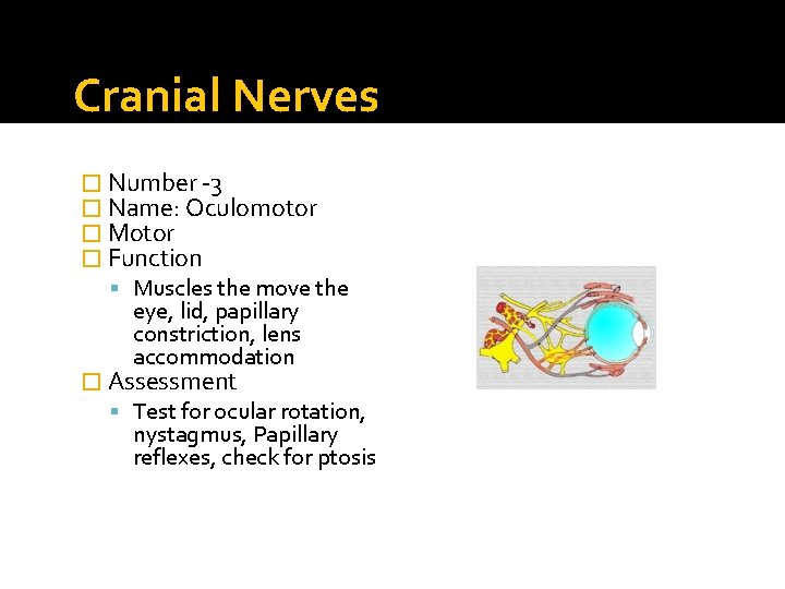 Cranial Nerves � Number -3 � Name: Oculomotor � Motor � Function Muscles the