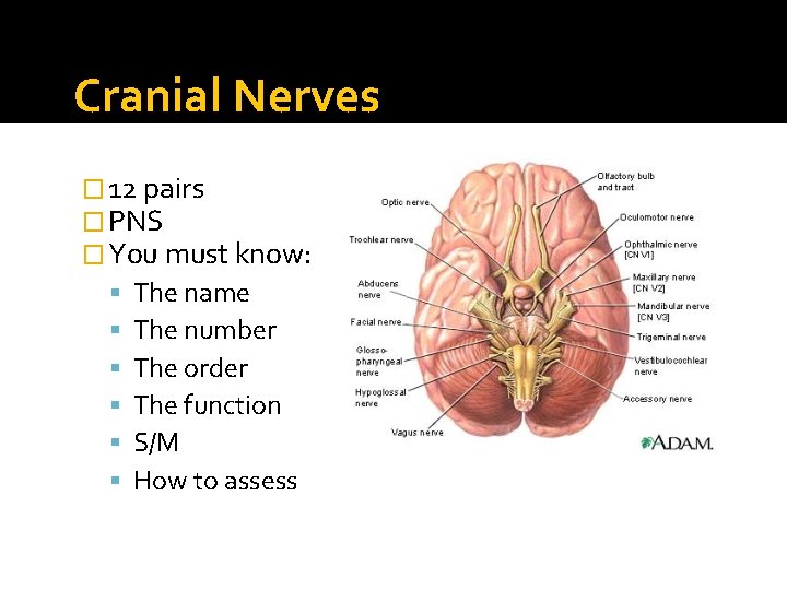 Cranial Nerves � 12 pairs � PNS � You must know: The name The