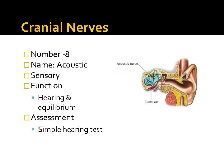 Cranial Nerves � Number -8 � Name: Acoustic � Sensory � Function Hearing &