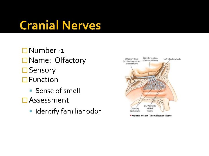 Cranial Nerves � Number -1 � Name: Olfactory � Sensory � Function Sense of