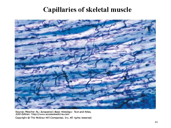 Capillaries of skeletal muscle 11 