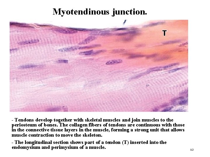 Myotendinous junction. - Tendons develop together with skeletal muscles and join muscles to the