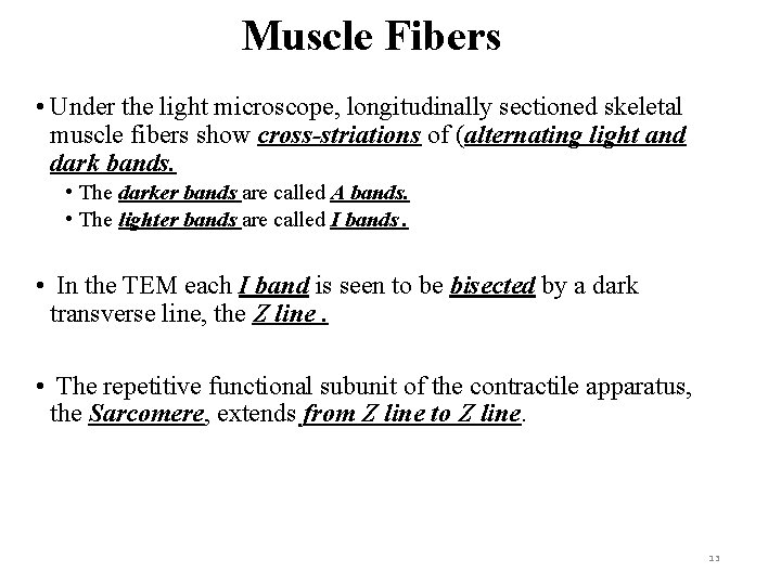 Muscle Fibers • Under the light microscope, longitudinally sectioned skeletal muscle fibers show cross-striations