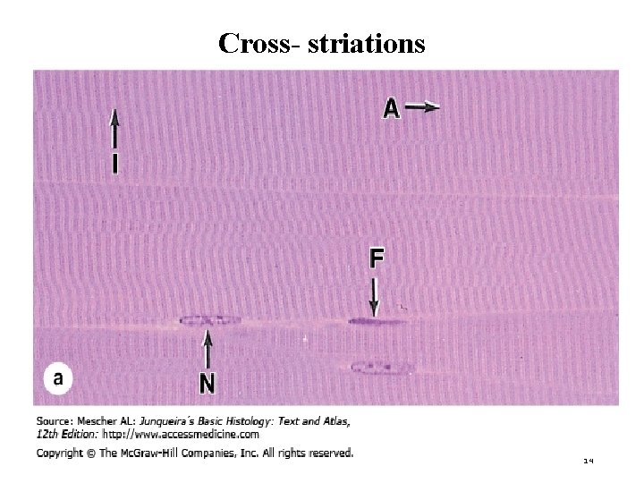 Cross- striations 14 