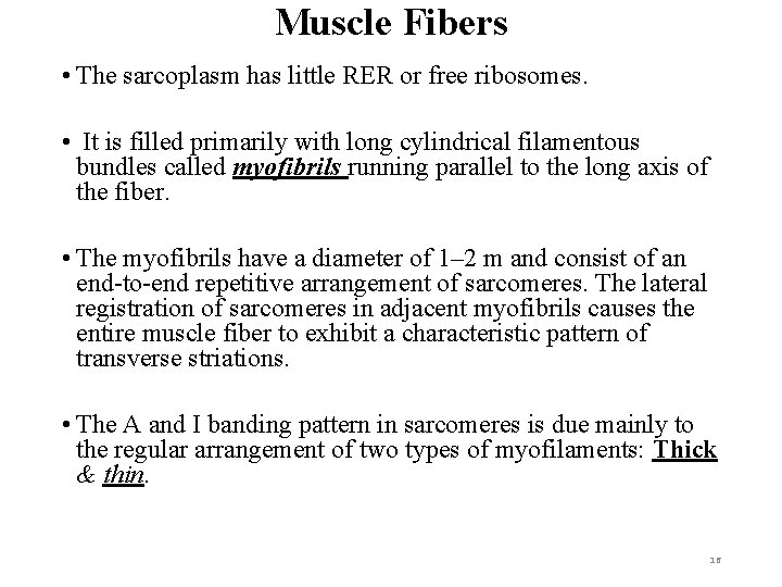 Muscle Fibers • The sarcoplasm has little RER or free ribosomes. • It is