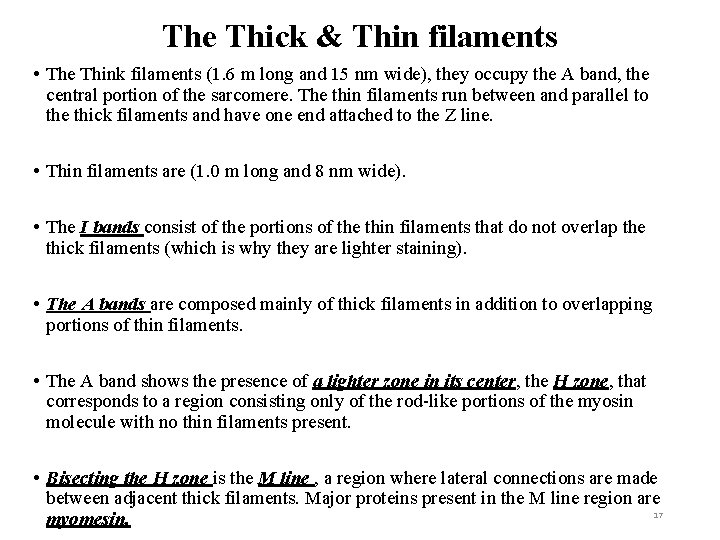 The Thick & Thin filaments • The Think filaments (1. 6 m long and
