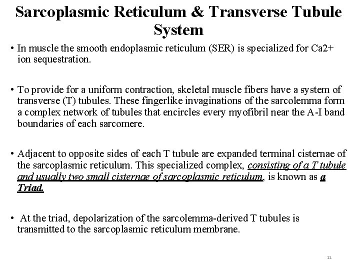 Sarcoplasmic Reticulum & Transverse Tubule System • In muscle the smooth endoplasmic reticulum (SER)