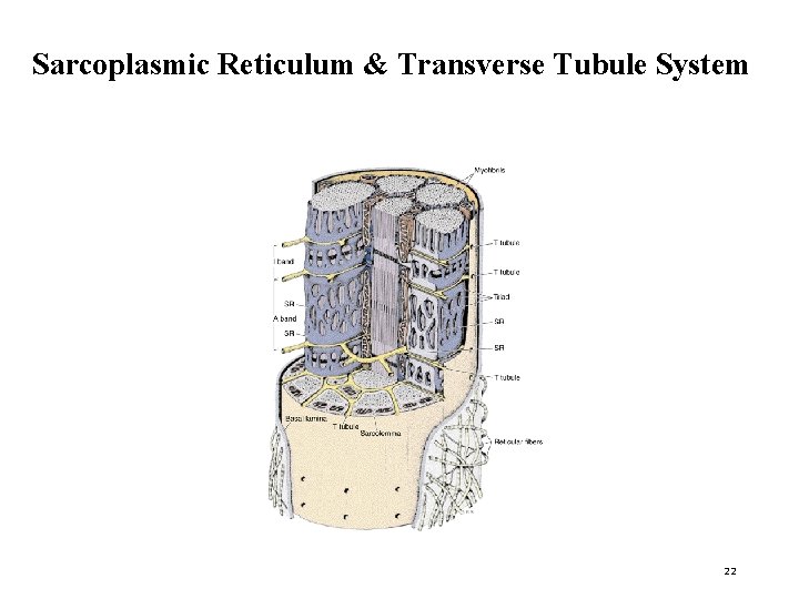 Sarcoplasmic Reticulum & Transverse Tubule System 22 