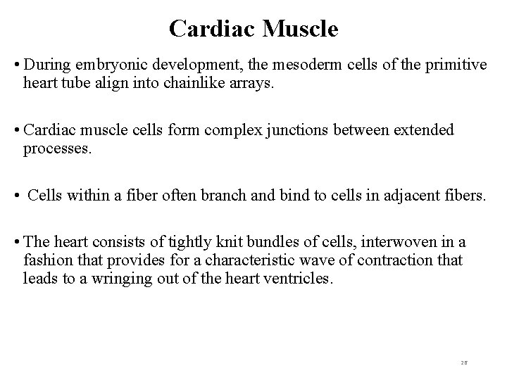 Cardiac Muscle • During embryonic development, the mesoderm cells of the primitive heart tube