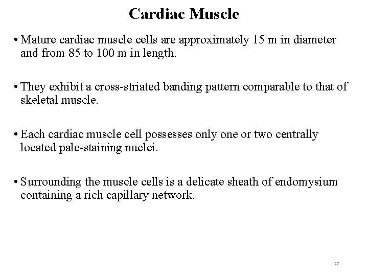 Cardiac Muscle • Mature cardiac muscle cells are approximately 15 m in diameter and