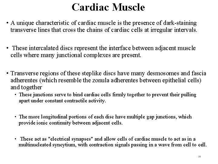 Cardiac Muscle • A unique characteristic of cardiac muscle is the presence of dark-staining