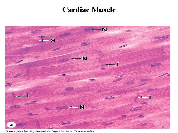 Cardiac Muscle 29 