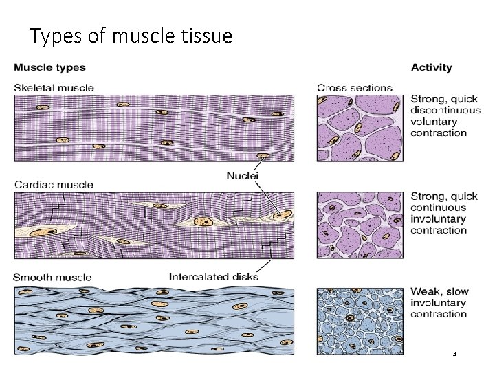 Types of muscle tissue 3 