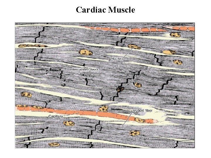 Cardiac Muscle 30 