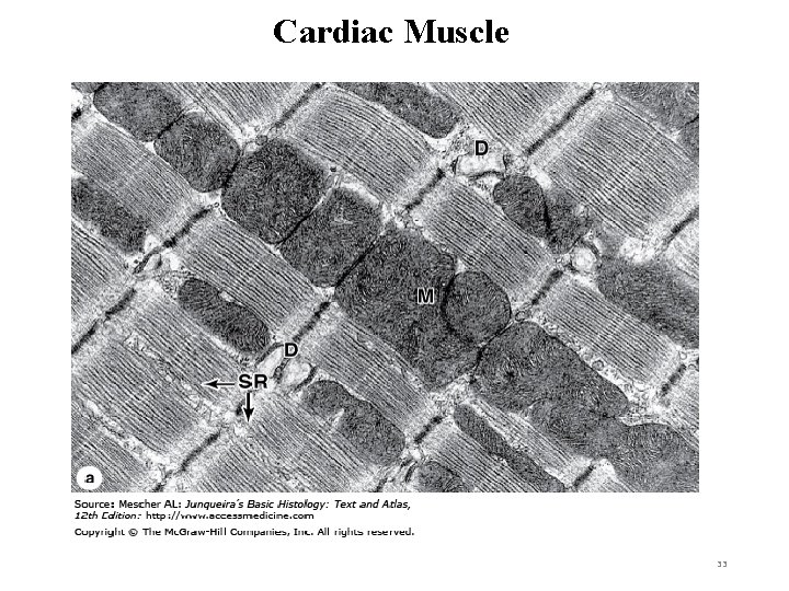 Cardiac Muscle 33 