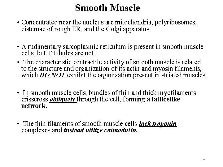 Smooth Muscle • Concentrated near the nucleus are mitochondria, polyribosomes, cisternae of rough ER,