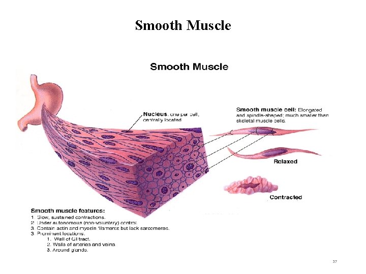 Smooth Muscle 37 