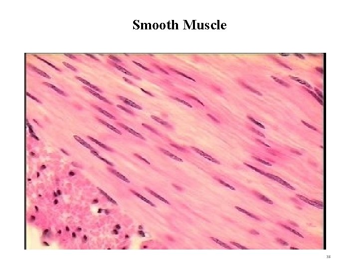 Smooth Muscle 38 