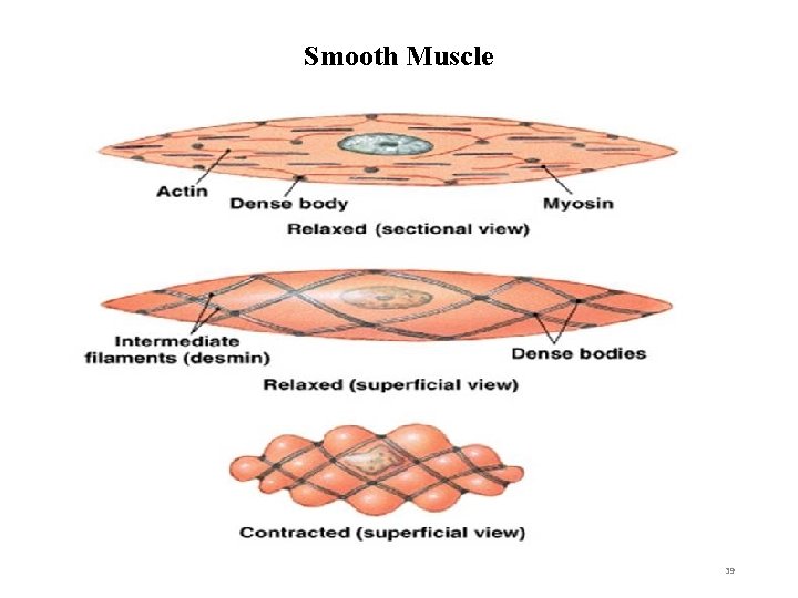 Smooth Muscle 39 