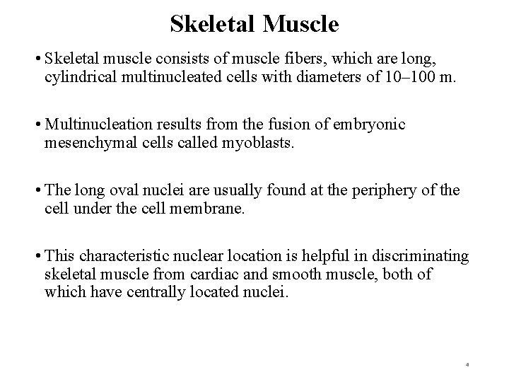 Skeletal Muscle • Skeletal muscle consists of muscle fibers, which are long, cylindrical multinucleated