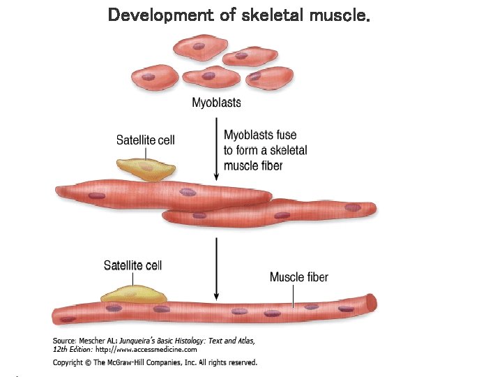 Development of skeletal muscle. 5 