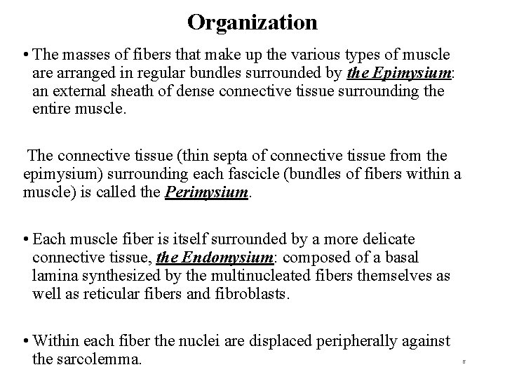 Organization • The masses of fibers that make up the various types of muscle