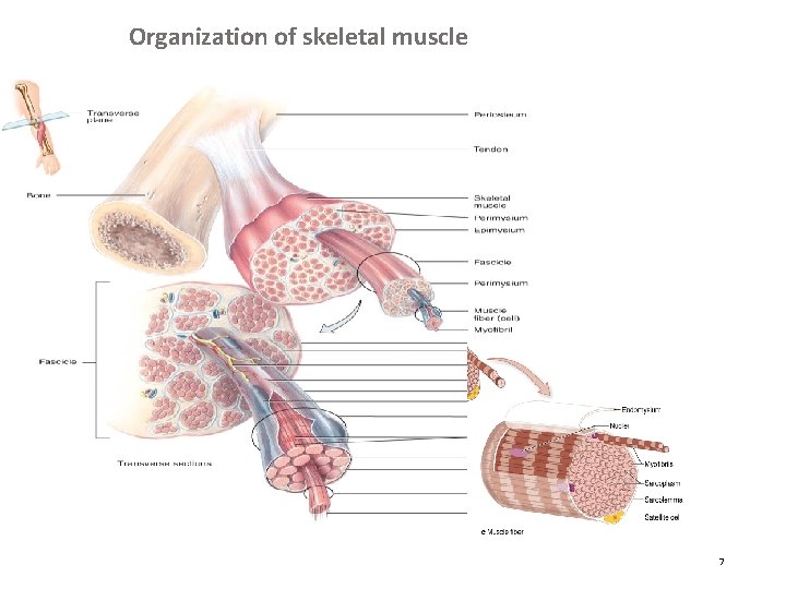 Organization of skeletal muscle 7 