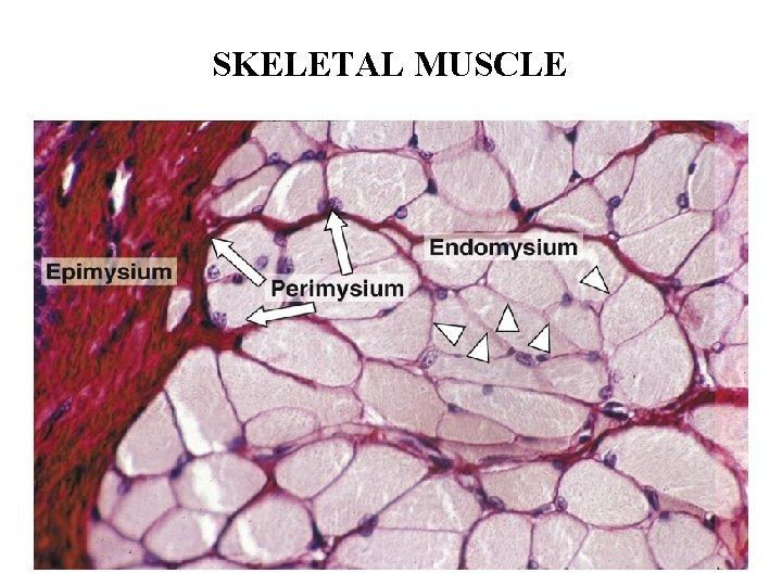 SKELETAL MUSCLE 8 