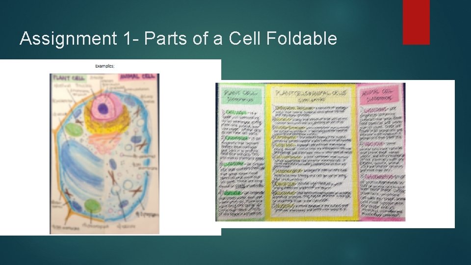 Assignment 1 - Parts of a Cell Foldable 