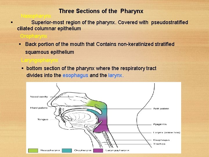 Three Sections of the Pharynx Nasopharynx Superior-most region of the pharynx. Covered with pseudostratified