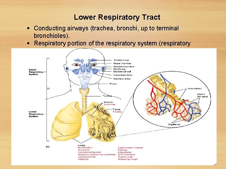 Lower Respiratory Tract Conducting airways (trachea, bronchi, up to terminal bronchioles). Respiratory portion of