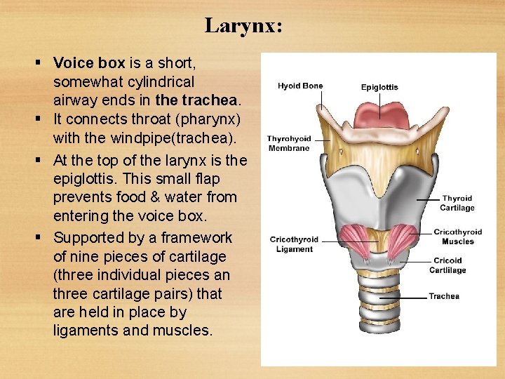 Larynx: Voice box is a short, somewhat cylindrical airway ends in the trachea. It