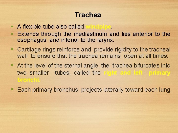 Trachea A flexible tube also called windpipe. Extends through the mediastinum and lies anterior