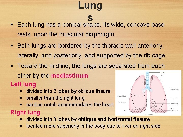 Lung s Each lung has a conical shape. Its wide, concave base rests upon