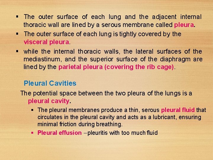  The outer surface of each lung and the adjacent internal thoracic wall are