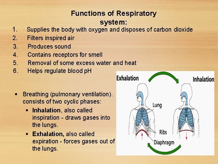 1. 2. 3. 4. 5. 6. Functions of Respiratory system: Supplies the body with